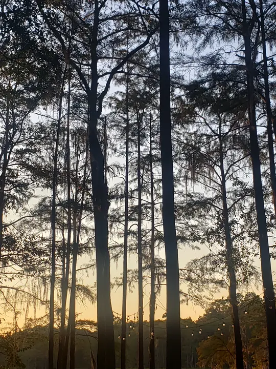 Cypress trees at dusk on location